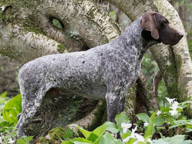 German Shorthaired Pointer Puppies and Dogs for sale near you